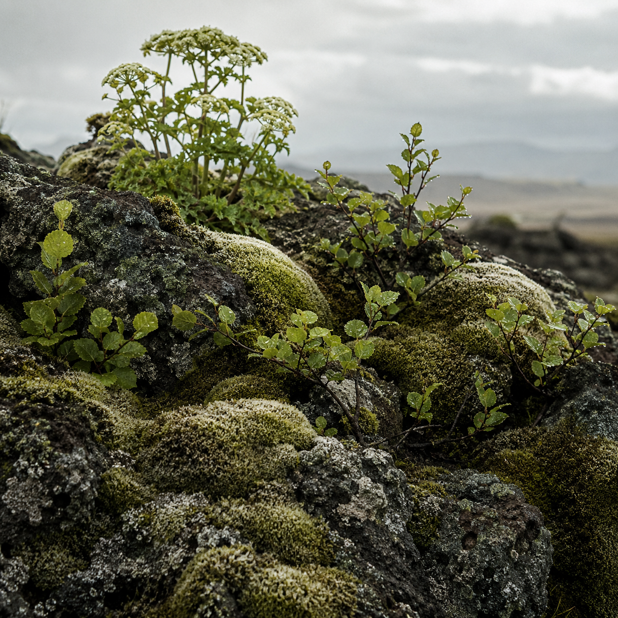 Nordic botanicals